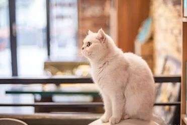 如何從外在身體特征去判斷貓咪是否處在健康的狀態(tài)？